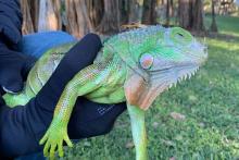 مارمولک‌های بزرگ در رویدادی عجیب چون برگ از درختان می‌افتند!