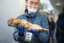 بازگشت شیرهای باستانی