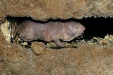 این موجود عجیب درد را حس نمی‌کند