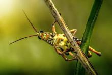 پرش ۲۰۰ برابری با کمک ملخ ممکن شد