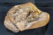 کشف قدیمی‌ترین قلب جهان