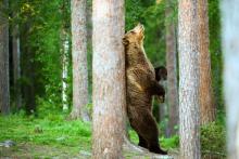 رازگشایی از یک پدیده عجیب: چرا خرس‌ها خودشان را به درختان می‌مالند؟