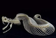 راز شگفت انگیز جایگزینی «دندان مار»!