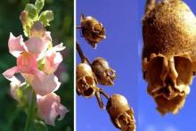 جمجمه‌های آویزان از ساقه گیاه عجیب(+عکس)