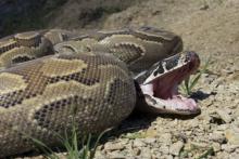 مارهای آدم‌خوار از ناکجا آباد سر درآوردند!