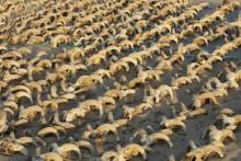 کشف دو هزار کله مومیایی شده در معبد فرعون بزرگ!