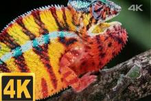 از کجا بفهمیم تلویزیون 4K است یا نه؟