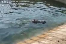 دستگیری سارقان تمساح&zwnj;های ۲/۵ متری