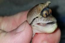 تولد ماری عجیب&zwnj;الخلقه در یکی از ایالت&zwnj;های آمریکا