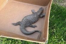 ملاقات با هیولا؛ کشف یک مارمولک ۶۰ سانتی در جاده