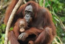 مادر فداکاری که بدن خود را خوراک بچه‌هایش می‌کند