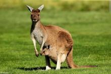 معضل افزایش جمعیت این حیوان در استرالیا