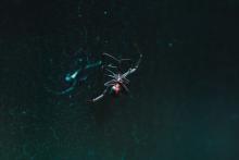 خطرناک‌ترین عنکبوت دنیا در ایران ساکن است!