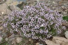 بهترین آنتی هیستامین‌های طبیعی