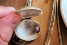 مشتری خوش‌شانس یک مروارید بنفش کمیاب در غذای خود پیدا کرد