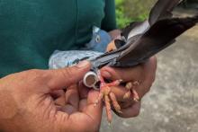 استفاده دوباره از کبوترهای نامه‌بر