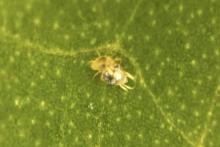 کنه&zwnj;های عنکبوتی نر، پوست جفت خود را می&zwnj;کنند!