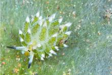 این گوسفند عجیب در دریا زندگی می‌کند!