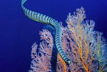 مار شگفت‌انگیز طلسم چند میلیون‌ ساله را شکست