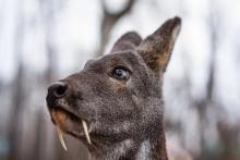 در مورد آهوی خون‌آشام سیبری چه میدانید؟