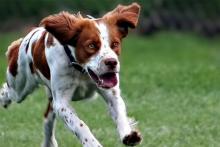 سرنوشت تلخ مرد نیشابوری؛ سگ نگهبان صاحبش را کشت