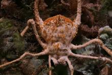 ترسناک‌ترین انگل جهان که از قربانی مومیایی می‌سازد