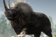 کشف یک حیوان باستانی از طریق مدفوع فسیل شده کفتارها!