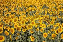 درخواست صاحبان یک مزرعه آفتابگردان: لطفا برای عکاسی رعایت کنید!