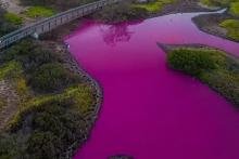 این تالاب به رنگ صورتی درآمده(+عکس)