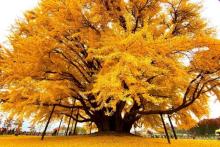 این درخت شگفت‌انگیز ۸۶۰ سال قدمت دارد