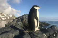 موجودی شگفت‌انگیز که مدام در حال چرت زدن است
