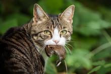 این موجودات بامزه خطرناک‌تر از تصور شمااند!