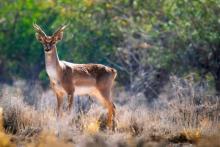 تصویر جالب از حیوانی که گمان می‌رفت منقرض شده است