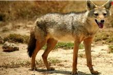 عکسی زیبا از شغال طلایی در مازندران