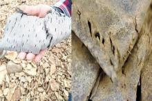 کشف گنج‌ ۷۰۰۰ ساله‌ای که در یخ گیرافتاده بود