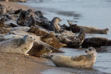 مذاکره با کشورهای همسایه‌ ایران برای نجات این جانور دریایی