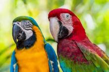 زیباترین جاندار دنیا، یک پرنده است!