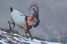 صحنه استثنایی از نبردی خونین در طبیعت ایران