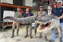 شکار بزرگترین تمساح تاریخ می&zwnj;سی&zwnj;سی&zwnj;پی