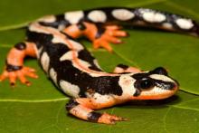 «قیصر»؛ بومی در حال انقراض ایرانی!