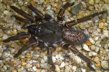 این عنکبوت‌های غول‌پیکر ۱۶ میلیون سال پیش در زمین می‌زیسته‌اند(+عکس)