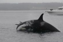 کشتار بی‌دلیل یک موجود دوست‌داشتنی توسط نهنگ‌های قاتل