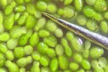 تامین آب، غذا و اکسیژن در فضا تنها به کمک یک گیاه سرسوزنی!