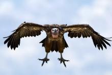 بزرگترین عقاب تاریخ پیدا شد