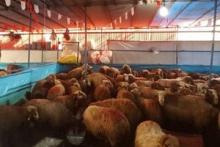 ایران چقدر «گوسفند» دارد؟