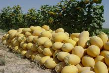 درآمد میلیاردی از پوست خربزه!