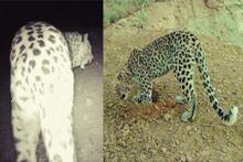 این پلنگ نر و ماده به تازگی جلوی دوربین رفتند!