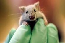 ضعیف ترین و قوی ترین جاندار در مقابل کرونا