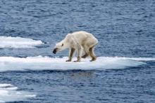 انتخاب تکان دهنده ترین عکس سال 2015 