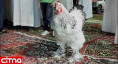 مرغی که 14 میلیون تومان فروخته شد + عکس